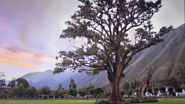 arboles standard pisonay yucay pachamama.jpg