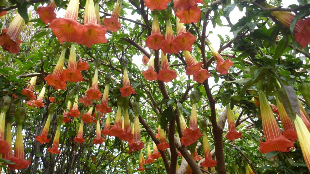 FloresSB wd orig 005